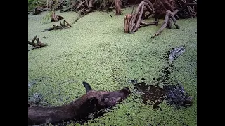 4k The battle for food - alligator, wild hog and raccoon Who wins? In the Louisiana bayou (swamp)USA