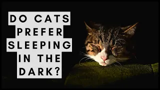 Do Cats Like the Dark? Do They Prefer Sleeping in the Dark?