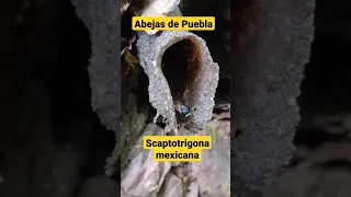 abejas de la sierra Norte de Puebla.