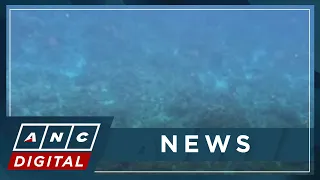 Expert: Coral harvesting in West PH Sea to affect food security | ANC