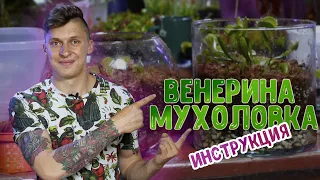 Венерина мухоловка - как ухаживать. Мастер-класс по созданию флорариума с хищными растениями.