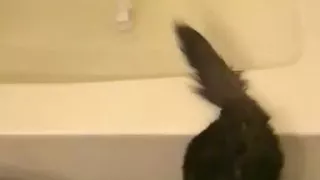 Perfect Bath Tub Cat Fail