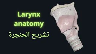 تشريح الحنجرة / larynx anatomy