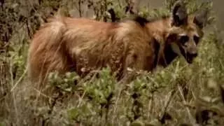 Conheça o lobo-guará, símbolo do Cerrado