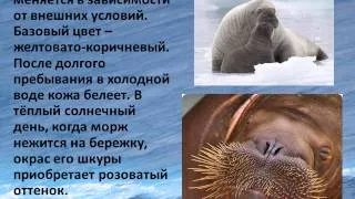 интересные факты о моржах