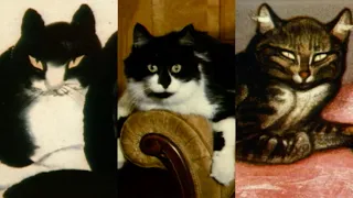 Metropolitan Cats, 1983—A History of Cats at The Met | From the Vaults