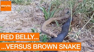 Red Bellied Black Snake Attacks Brown Snake at the Roadside (Storyful, Crazy)