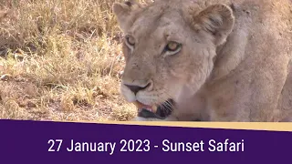 SafariLIVE Sunset Highlights 27 January 2023