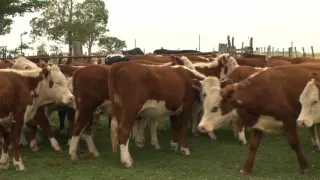 La garrapata, el ladrón silencioso que hace ruido.