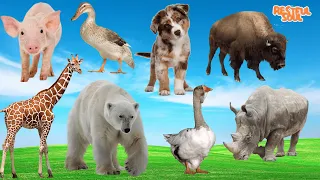 Cute Little Animals Making Funny Sounds: Pig, Duck, Dog, Cow, Giraffe, Bear, Rhinoceros