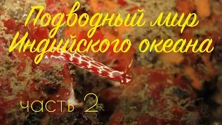 Подводный мир Индийского океана, часть 2