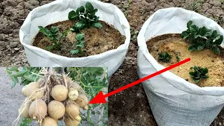 Qopda Biyagomsda kartoshka yetistirish toliq video / Full video of growing potatoes in a bag