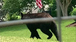 Black Bear spotted roaming Georgia neighborhood