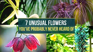 7 Unusual Flowers You Need to See to Believe 😍 Rare and Exotic Flower Varieties for Your Garden