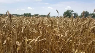 processing wheat into flour