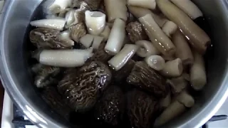 Как приготовить грибы сморчки, видео rybachil.ru