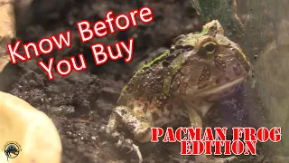 What You Need to Know Before You Buy a Pacman Frog! 🐸