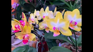 Новые роспуски орхидей в мае. Как поживает Дикий Кот. Пересадка Пандоры с трубочкой.