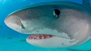 Tiger Sharks | SHARK ACADEMY