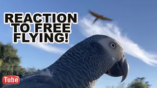 My AFRICAN GREY Parrot First Reaction To SEEING Free Flying!