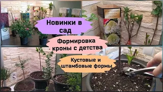 Новинки в сад.Формировка кроны с детства.Кустовые и штамбовые формы.