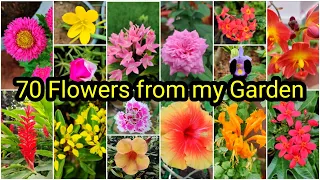 70 All Season Flowering Plants from my Garden and Plant Names | എന്റെ ഗാർഡനിലുള്ള 70 പൂച്ചെടികൾ