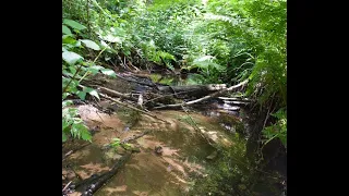 Ecological Stewardship with Check Dams