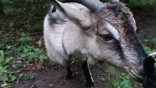 невдала перша прогулянка з козами .