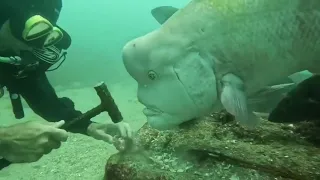 Asian sheepshead wrasse, fish like humans, fish descended from humans,fish from marriage with humans