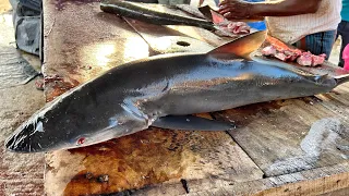 Huge Bull Shark Cutting Skills | Huge Bull Shark Cutting for Fins & Flesh