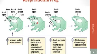 Gas Exchange and Temperature Regulation in Amphibians