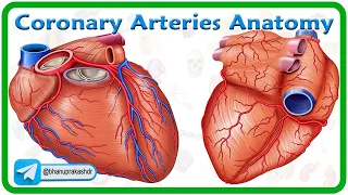 Coronary Arteries Anatomy Animation or Coronary circulation or Blood supply of heart  🫀