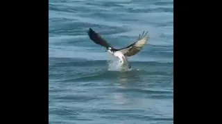 Eagle diving into water to catch fish