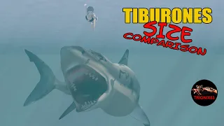 Sea Monsters Size Comparison. Todas las especies de Tiburones que Existen ¡TIPOS DE TIBURONES!