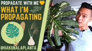 What I'm Propagating 💚 - Monstera Thai, Albo, Philodendron Glorious, Jose Buono, Paraiso Verde 😀