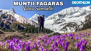 VALEA SÂMBETEI împânzita de BRANDUSE | MUNTII FAGARAS | Fereastra Mare a Sambetei