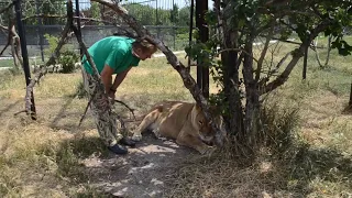 ЛЬВИЦА  совсем не в духе Lioness-empress is not in the proper mood to pose for photographers"