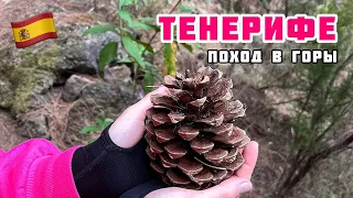 ПОХОД В ГОРЫ НА ТЕНЕРИФЕ БЕЗ ГИДА | ПЕШАЯ ПРОГУЛКА НА КАНАРСКИХ ОСТРОВАХ | ОТДЫХ НА ТЕНЕРИФЕ 2022