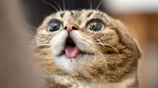 Смешные видео про кошек 2019 Смешные коты и кошки приколы 2019 funny cats Coub коты #1