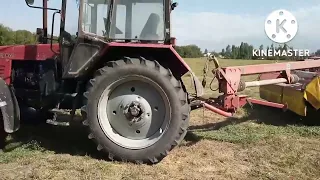 Семиреченская люцерна второй укос во время третьего.