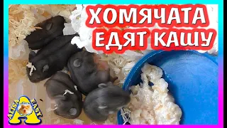 ХОМЯЧАТА ВПЕРВЫЕ ЕДЯТ КАШУ / ХОМКИ СТЕША ПСИХУЕТ/ ПЕРВЫЙ ПРИКОРМ ХОМЯЧАТ КЕМПБЕЛЛА / Alisa Easy Pets