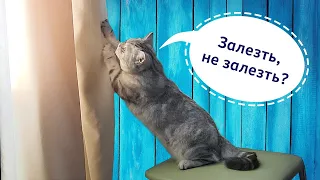 Спасение штор от кошки ))))))))))) DYI - делаем кошке лазилку.