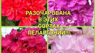 4 Пеларгонии, которые меня разочаровали!!!