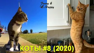 КОТЫ 2020 - Смешные Кошки и Коты, Приколы c Котами и Кошками. Funny Cats