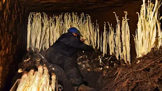 Подземный метод выращивания японской горной спаржи - Сбор горной спаржи