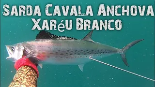 PESCA SUBMARINA EM BÚZIOS. MUITAS CAVALAS E SARDAS!!! SPEARFISHING BRAZIL, CAÇA SUB, PESCA SUB