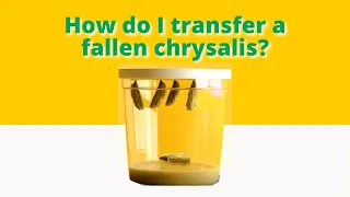 How Do I Transfer a Fallen Chrysalis? | Insect Lore