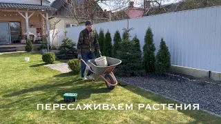 ОЧЕНЬ МНОГО РАБОТЫ ВО ДВОРЕ 🌸 ПЕРЕСАЖИВАЕМ РАСТЕНИЯ 🌲 ЧЕМ УДОБРЯЮ СВОИ ПЕТУНИИ