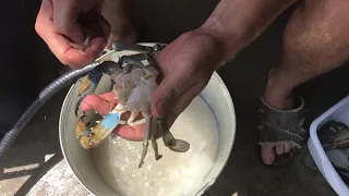 How to Clean / Cook Live Blue Crab
