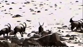 Herd of Himalayan Ibexes - Ladakh